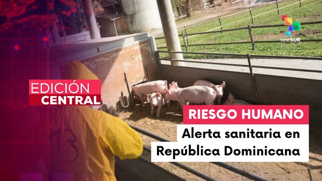 La peste porcina africana ocasionó un gran impacto en el sector agropecuario