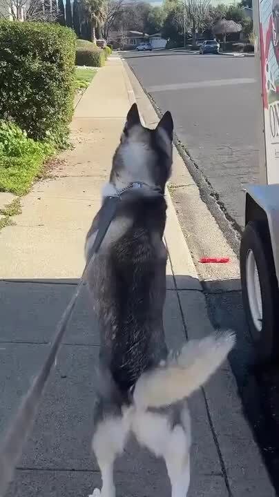 Dog Walks Outside on Hind Legs and Seems to Enjoy It