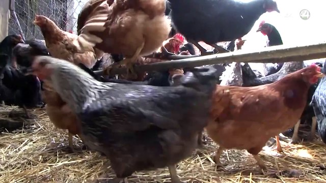 Confirma Secretaría de Salud primer caso de influenza aviar AH5N1 en México