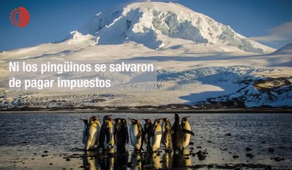 Ni los pingüinos se salvaron de pagar impuestos