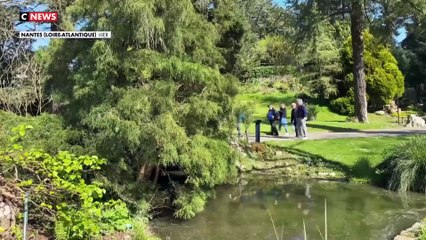 Les allergies au pollen, un fléau qui touche un Français sur trois et qui est de retour comme chaque année