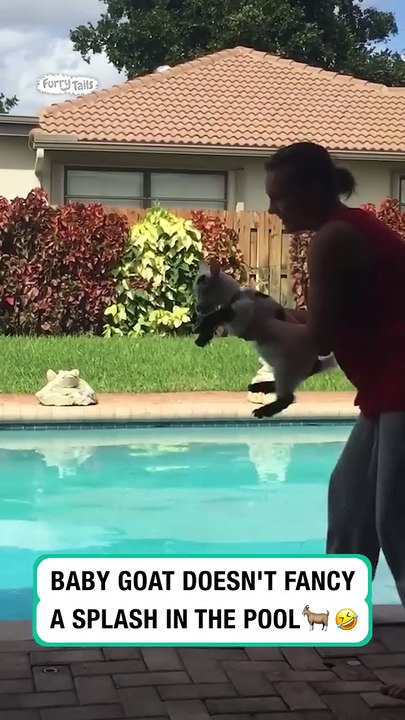 Lach dich schlapp mit Lustige Pfoten Ч. 49