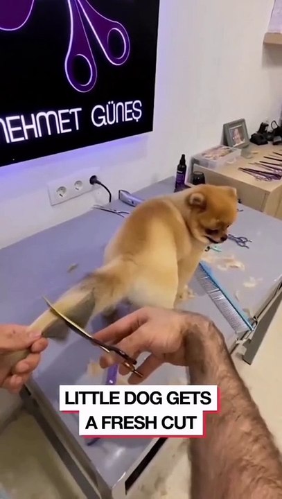funny dog video