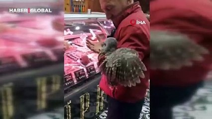 Yuvasından düşen baykuşu kucakladı kasaba götürdü