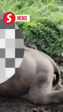 Another elephant found decapitated in Sabah, raising fears of poaching pattern