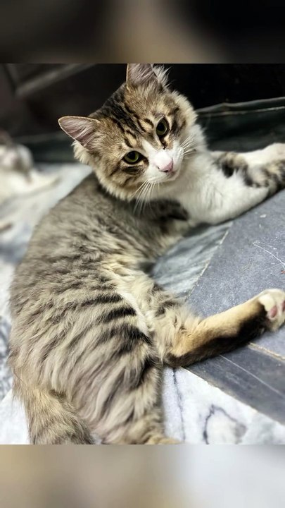 cat 🤩♥️