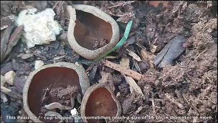 Disciotis venosa. Champimaginatis. English Text