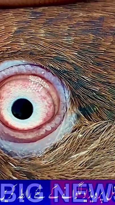 Subscribe Our YouTube Channel For Complete Videos https://www.youtube.com/@PakistanPigeonAssociation