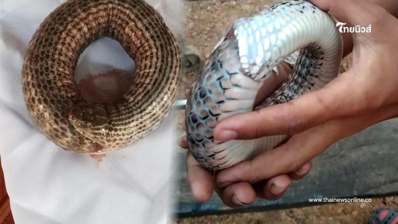 ขนลุก ช่างหนุ่มพะเยา ฝันประหลาด เช้ามาเจองูกินหาง ก่อนเผยเลขบ้าน