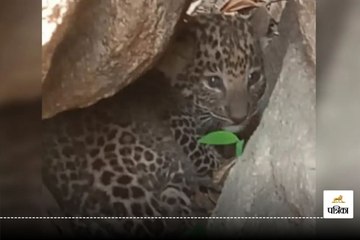 गांव से लगे पहाड़ी में दिखे तेंदुए के शावक