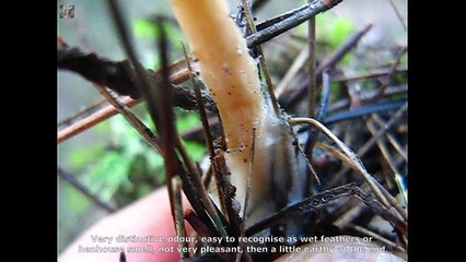 Clitocybe phaeophathalma. Champimaginatis. English Text