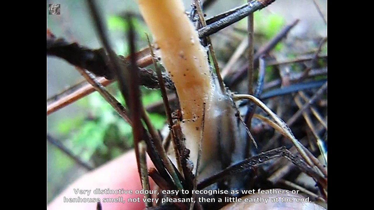Clitocybe phaeophathalma. Champimaginatis. English Text