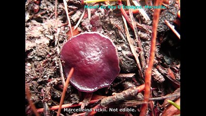 Marcelleina rickii. Champimaginatis. English Text