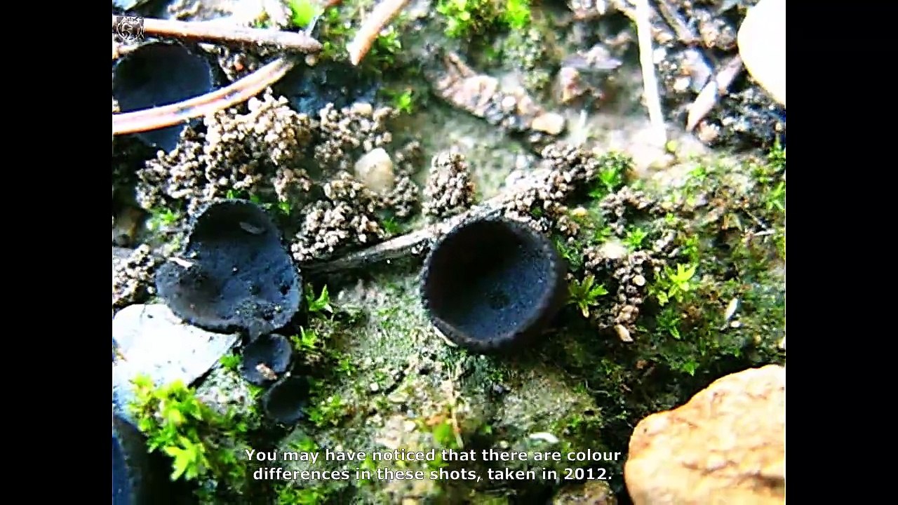 Pseudoplectania nigrella. Champimaginatis. English Text