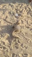 The fight between the weasel and the snake