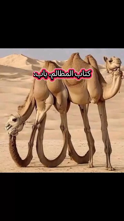 یا رب العالمین