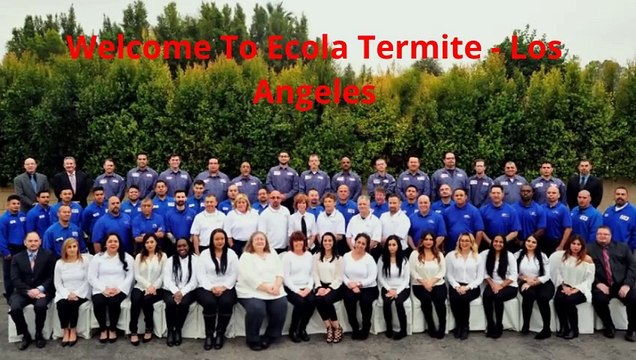 Ecola Termite | Best Pest Control in Los Angeles, CA