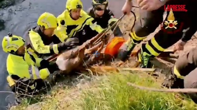 Milano, capriolo intrappolato nel Naviglio Grande: salvato dai vigili del fuoco e rimesso in libertà