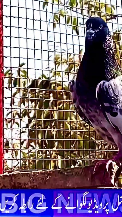 Subscribe Our YouTube Channel For Complete Videos https://www.youtube.com/@PakistanPigeonAssociation