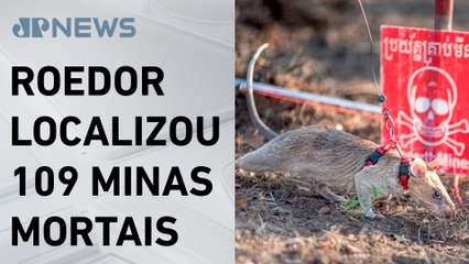 Rato se torna maior detector de minas do mundo