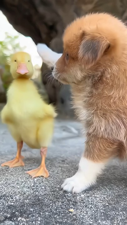 The puppy acts as the duck's mother and plays with the duckling.
