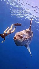 Faccia a faccia con il gigante degli abissi: il video mozzafiato del pesce luna a Cabo San Lucas