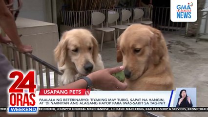 Ilang pet owners, kanya-kanyang diskarte para matiyak na presko ang pets ngayong tag-init | 24 Oras Weekend