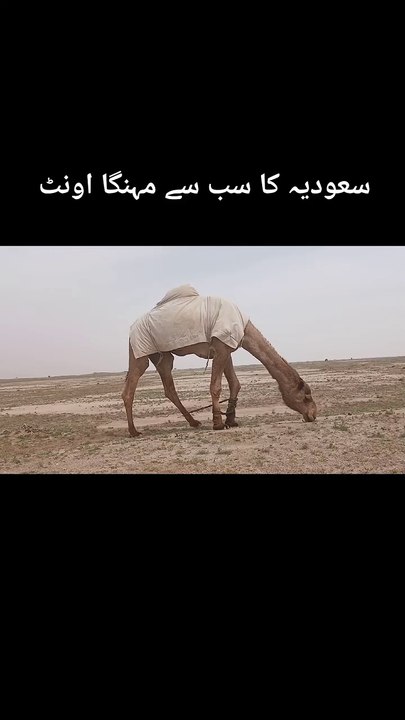 Saudia ka sab se mehnga camel #foryou #viral #saeedgujjarskt