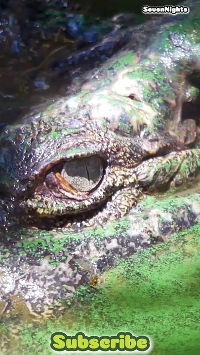 Crocodile Encounters_ Nature’s Ultimate Predator