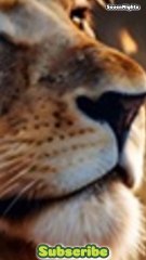 African Lion - King of the Savannah