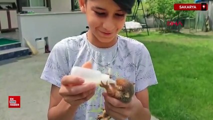 Sakarya'da mezarlıkta bulduğu yavru sincabı biberonla besliyor