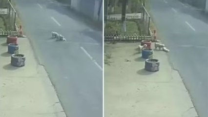Vídeo mostra cães de rua salvando cachorro atropelado