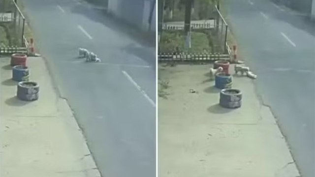 Vídeo mostra cães de rua salvando cachorro atropelado