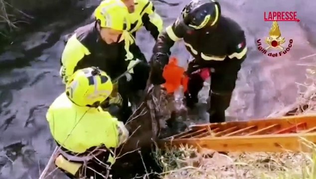 Milano, capriolo intrappolato nel Naviglio: salvato da vigili del fuoco