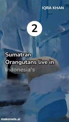 The Top 5 Most Endangered Animals Fighting for Survival