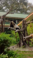 It's really a panda that only loves beauty. It must be wiped clean after every meal.