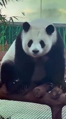 A panda that can't wake up at all