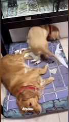 Funniest Dog and Cat Videos You ll Ever See #funny #funnycatanddog (1)