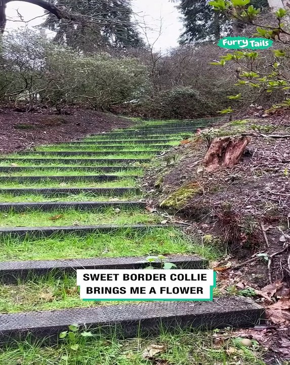 Lach dich schlapp mit Lustige Pfoten Ч. 52