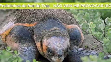 TOP Hits Planeta Bizarro: os melhores na balada animal | Netflix Brasil