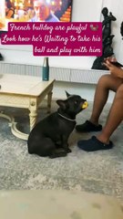 French bulldog! A Perfect Home dog!