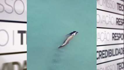 Homem é atacado por crocodilo em incidente assustador 🐊