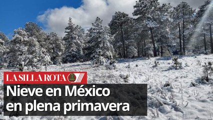 Caída de nieve en abril: fenómeno sorprende a Chihuahua