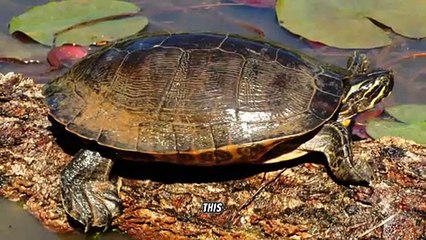 Exploring the Eastern River Cooter