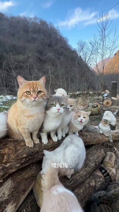 Catch is very cout 🐈 see one time