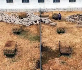 Ankara'da kuzuların anneleri ile renkli buluşması