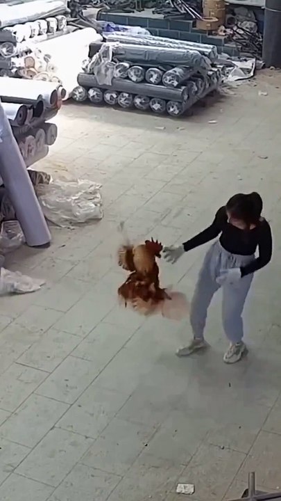 Funny hen and female