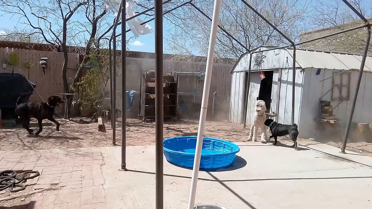 Chavino Jackie-O Maya(brown black doggie-gave tennis ball)  Cosmo(white poodle) Betty(tan lady) VID_20250405_132849