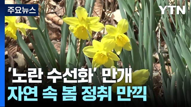 노란빛으로 물든 수목원...수선화 축제, 상춘객 북적 / YTN