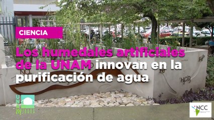 Los humedales artificiales de la UNAM innovan en la purificación de agua